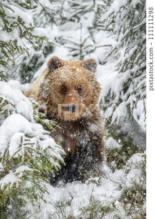 Closeup Adult Brown bear in winter forest. Animal in wild nature 111111298