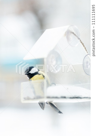 titmouse has seeds in a transparent feeder, in winter,side view. Bird care in winter 111111695