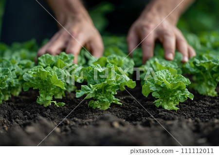 Hands of man planting lettuce seedlings in vegetable garden Hands of man planting lettuce seedlings in vegetable garden 111112011