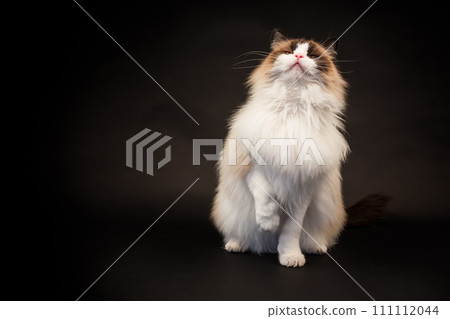 Beautiful young healthy Ragdoll cat on a black background. Beautiful young healthy Ragdoll cat on a black background. 111112044