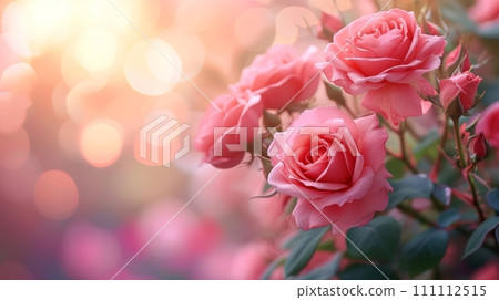 beautiful background with pink roses beautiful background with pink roses 111112515