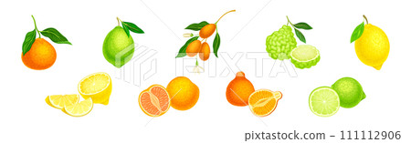 Citrus Fruit with Rind or Peel and Juicy Flesh Vector Set 111112906