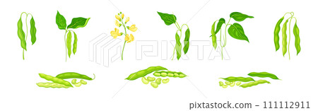 Soy Grain Legume or Pulse Crop with Green Pod and Beans Vector Set 111112911