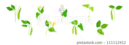 Soy Grain Legume or Pulse Crop with Green Pod and Beans Vector Set 111112912