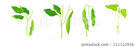 Soy Grain Legume or Pulse Crop with Green Pod and Beans Vector Set Soy Grain Legume or Pulse Crop with Green Pod and Beans Vector Set 111112916