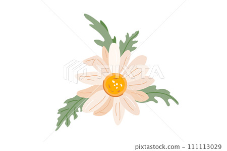 Chamomile flower vector illustration. Spring daisy graphic design. Blossom decoration. Top view Chamomile flower vector illustration. Spring daisy graphic design. Blossom decoration. Top view 111113029