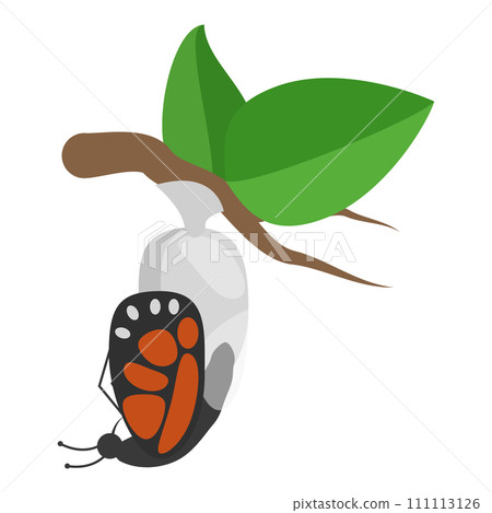 3D Isometric Flat Vector Illustration of Butterfly Metamorphosis. Item 2 111113126