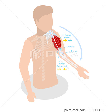 3D Isometric Flat Vector Illustration of Anatomical Contracted And Relaxed Arm Muscular. Item 2 3D Isometric Flat Vector Illustration of Anatomical Contracted And Relaxed Arm Muscular. Item 2 111113130