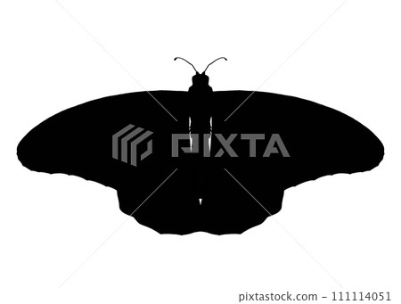 Silhouette of a butterfly with spread wings Silhouette of a butterfly with spread wings 111114051