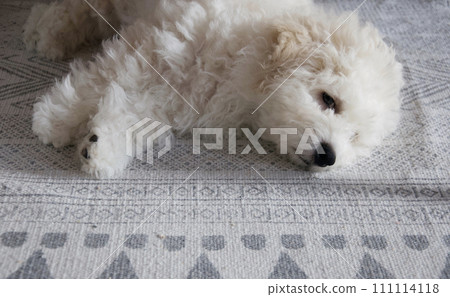 After vaccination with a combination vaccine, a Bichon Frize puppy has no appetite, perhaps due to side effects, and is listless and lacks energy. After vaccination with a combination vaccine, a Bichon Frize puppy has no appetite, perhaps due to side effects, and is listless and lacks energy. 111114118