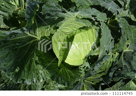 Cabbage field Shonai, Yamagata Prefecture Cabbage field Shonai, Yamagata Prefecture 111114745