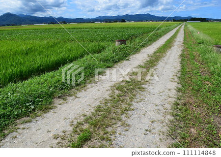 Farm road and rural scenery Shonai, Yamagata Prefecture 111114848