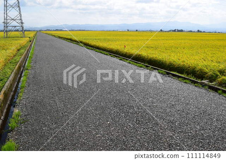 Farm road and rural scenery Shonai, Yamagata Prefecture 111114849
