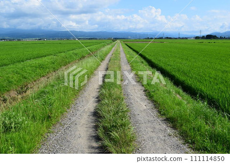 Farm road and rural scenery Shonai, Yamagata Prefecture 111114850