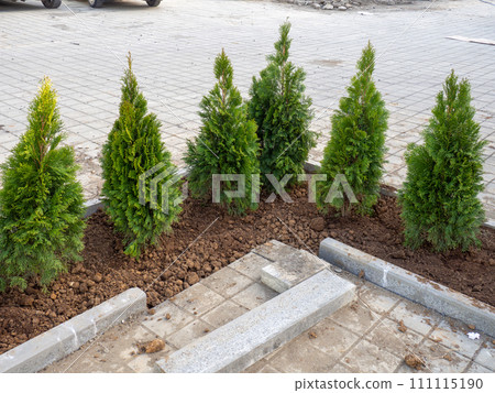 Planted young cypresses. Landscaping of the new park. Greening the city. Construction works. Planted young cypresses. Landscaping of the new park. Greening the city. Construction works. 111115190