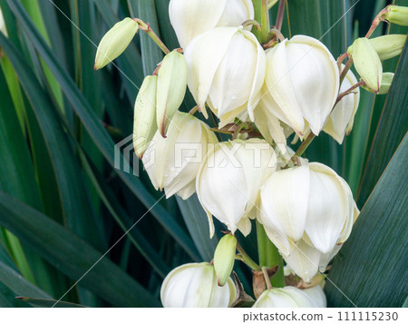 Yucca. The palm tree blooms with white flowers.  Flowers close-up. 111115230