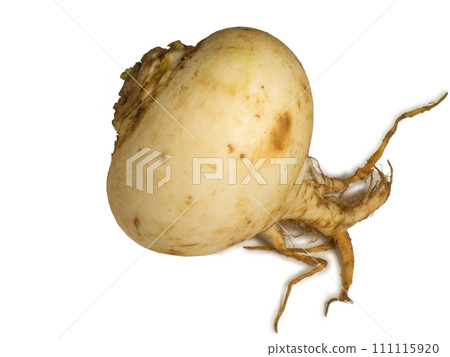White turnip isolate. Root vegetable on a white background. Useful vegetable. Vitamin containing product. Natural turnip from the garden. White turnip isolate. Root vegetable on a white background. Useful vegetable. Vitamin containing product. Natural turnip from the garden. 111115920