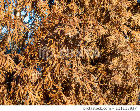 Withered coniferous bushes. Falling coniferous tree. Background from yellow branches. Late autumn in the south Withered coniferous bushes. Falling coniferous tree. Background from yellow branches. Late autumn in the south 111115937