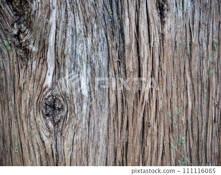 Tree bark with branches. Ribbed bark of a southern tree. Tree bark with branches. Ribbed bark of a southern tree. 111116085