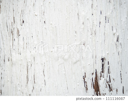 Tree bark in white paint. Painted tree trunk. Ribbed bark of a southern tree. Background from natural material. 111116087