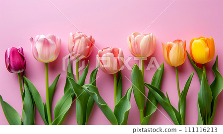 Colorful tulips on pink background. Colorful tulips on pink background. 111116213