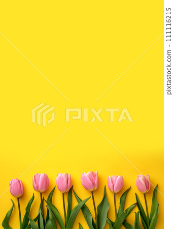 Pink tulips on yellow background, top view. Space for text 111116215