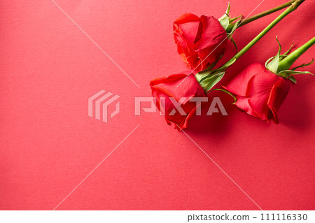 three red roses three red roses 111116330