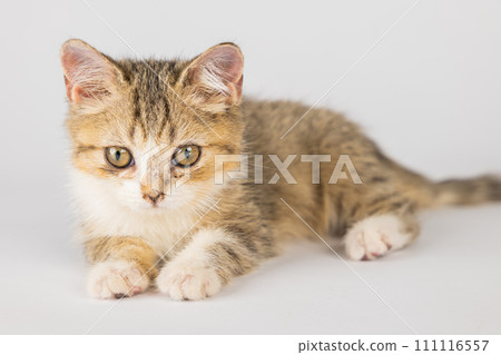 A cute, isolated, little grey Scottish Fold cat on a white background. This playful and cheerful feline is sure to bring happiness with its playful antics. A cute, isolated, little grey Scottish Fold cat on a white background. This playful and cheerful feline is sure to bring happiness with its playful antics. 111116557