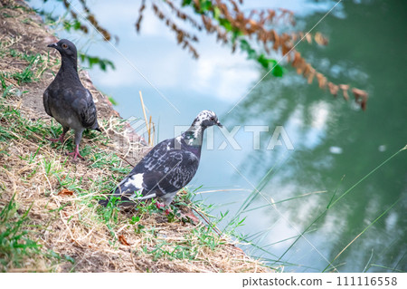 Two crossed pigeons resting calmly next to river as urban and rustic wildlife 111116558