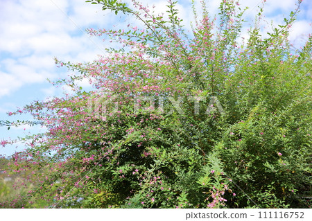 Hagi flowers, autumn herbs Hagi flowers, autumn herbs 111116752