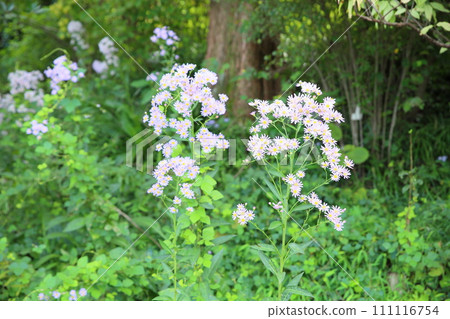 Zion flower Zion flower 111116754