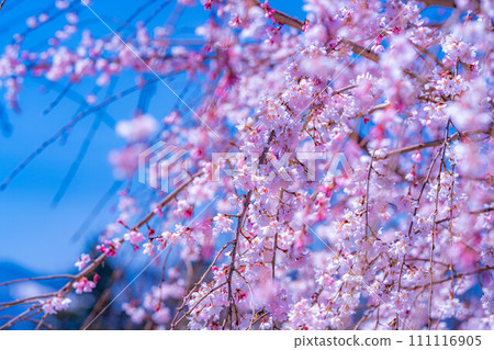 [Cherry blossom material] Cherry blossoms and blue sky at Ryugabuchi [Shizuoka Prefecture] 111116905