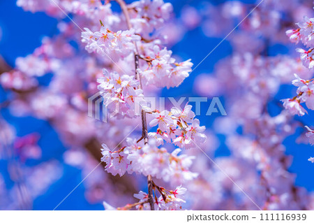 [Cherry blossom material] Cherry blossoms and blue sky at Ryugabuchi [Shizuoka Prefecture] 111116939