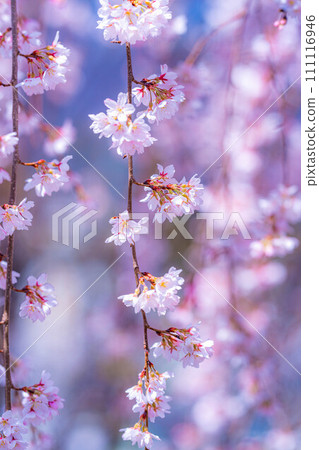 [Cherry blossom material] Cherry blossoms and blue sky at Ryugabuchi [Shizuoka Prefecture] 111116946
