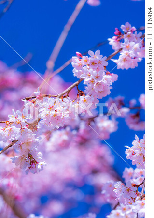 [Cherry blossom material] Cherry blossoms and blue sky at Ryugabuchi [Shizuoka Prefecture] 111116964