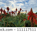 Photos that capture the vivid expressions of nature 111117511