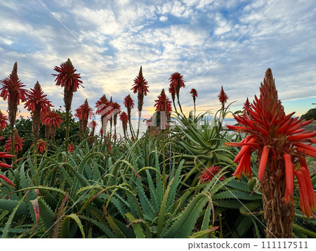 Photos that capture the vivid expressions of nature 111117511