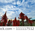 Photos that capture the vivid expressions of nature 111117512