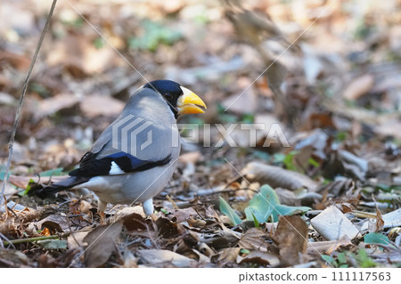 蠟嘴鳥 蠟嘴鳥 111117563