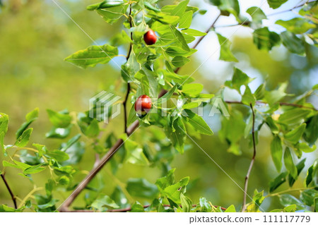 Fruit of jujube 111117779