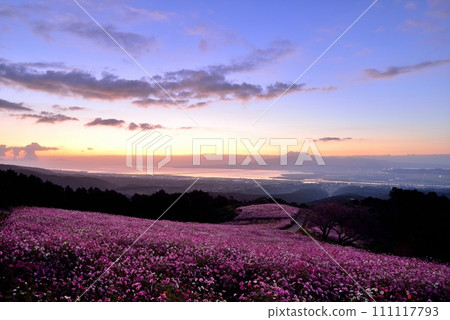 白紀峰高原和雲仙普玄岳的波斯菊 111117793