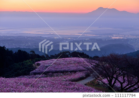 白紀峰高原和雲仙普玄岳的波斯菊 111117794