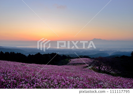 白紀峰高原和雲仙普玄岳的波斯菊 111117795