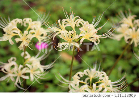 Licorice flower white Higanbana 111118009