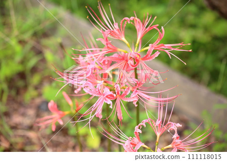 Licorice flower Pink Higanbana 111118015