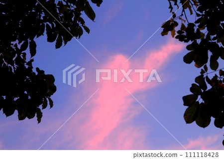 twilight sky and silhouette leaf backgrounds. twilight sky and silhouette leaf backgrounds. 111118428