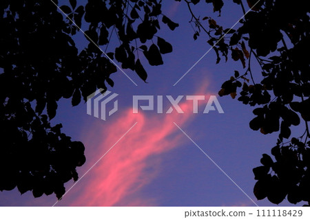 twilight sky and silhouette leaf backgrounds. twilight sky and silhouette leaf backgrounds. 111118429