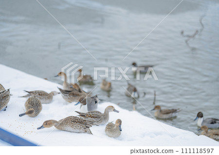 Duck eating food 111118597
