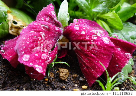 水滴，被雨滴打濕的黃色三色堇的優雅，還有美麗的花瓣 111118622