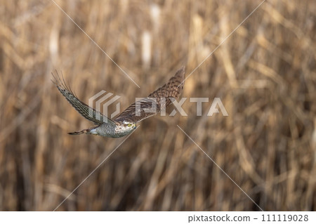 A goshawk flies leisurely against the background of a field of reeds withered in winter. A goshawk flies leisurely against the background of a field of reeds withered in winter. 111119028